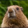 sparky_marmot